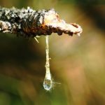 Come Togliere La Resina Dai Vestiti Efficacemente Come Togliere